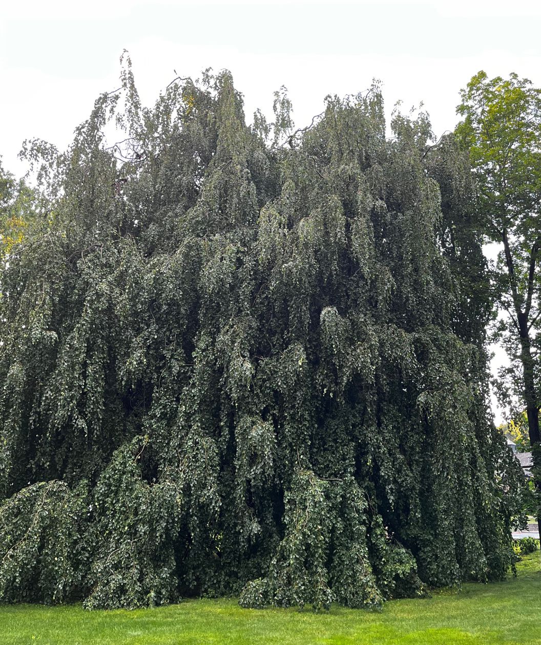 Weeping European Beech