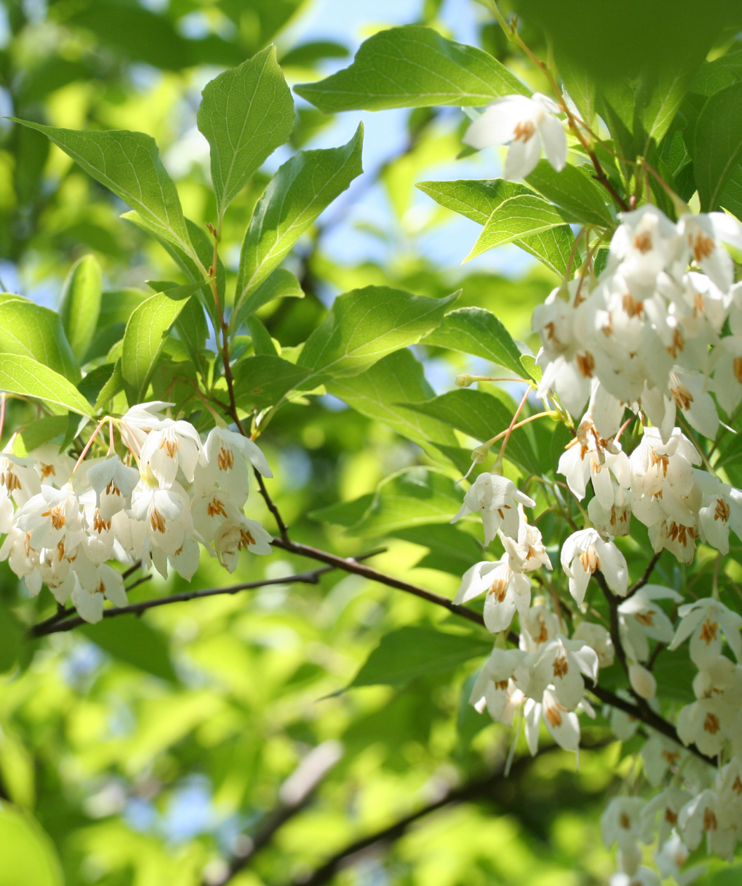 Weeping Japanese Snowbell