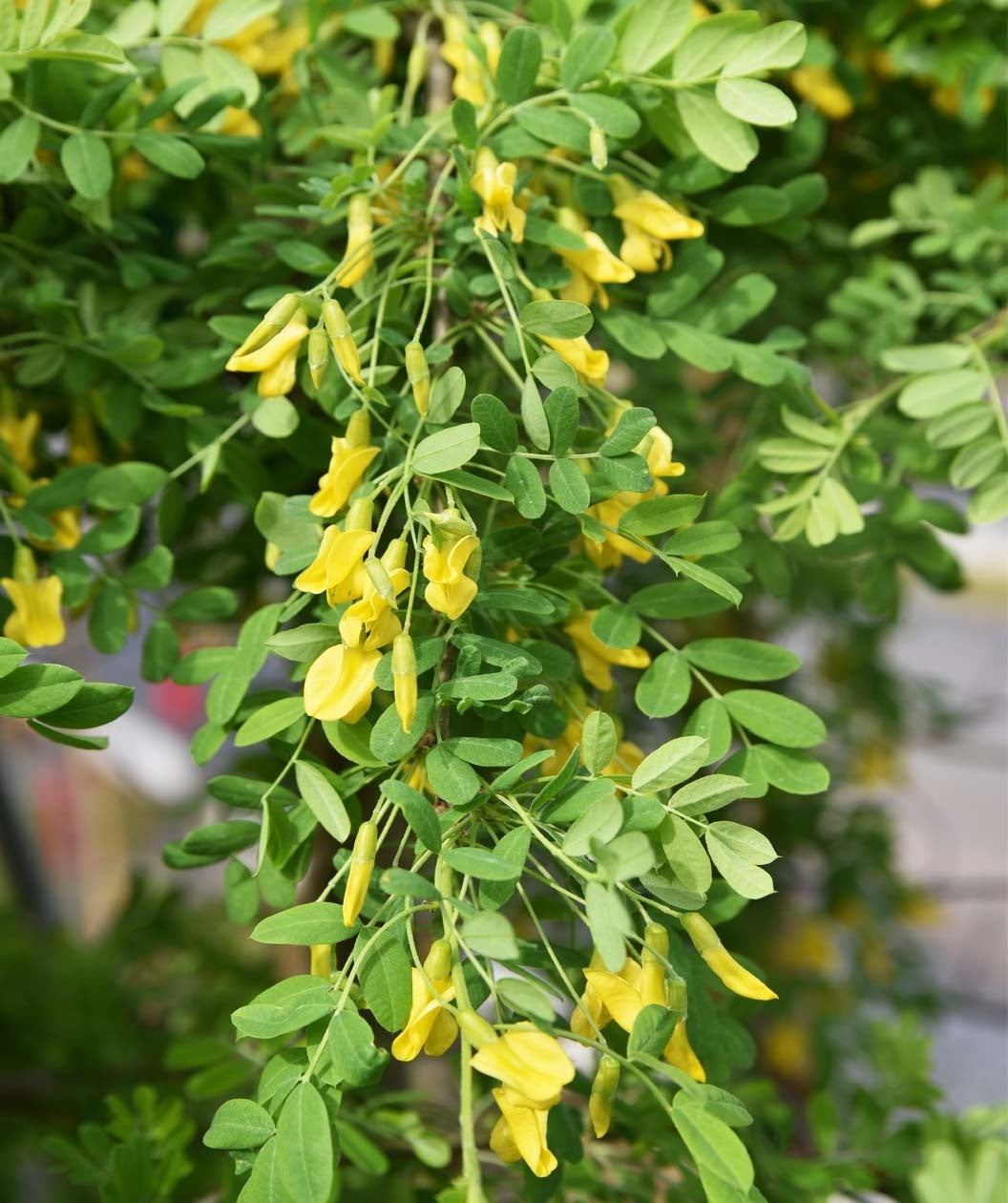 Weeping Siberian Pea