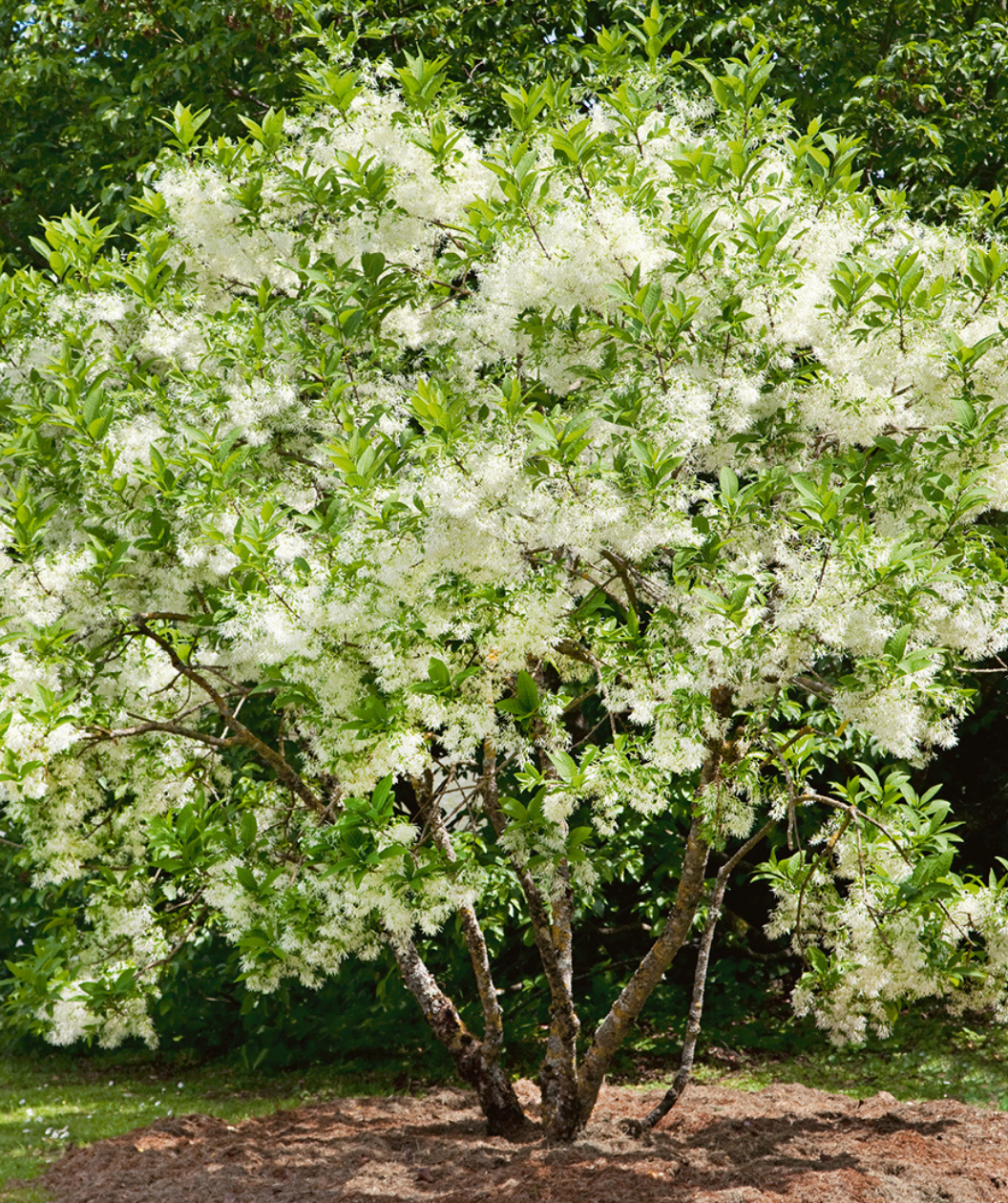 White Fringetree