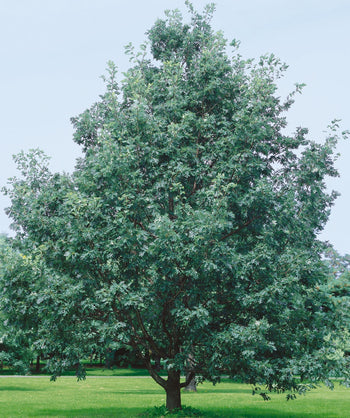White Oak abundant with spring green leaves in the landscape