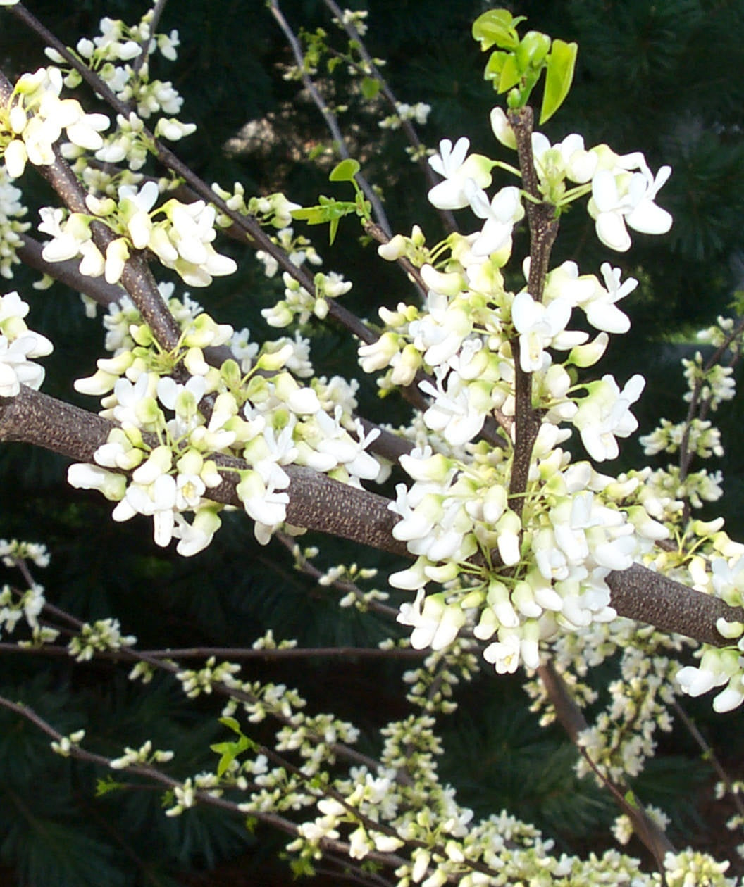 White Redbud