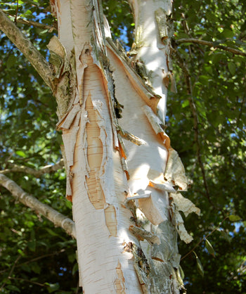 A closeup of the Jacquemontii Himalayan Birch tree trunk as the white bark peels to expose a peach colored bark underneath