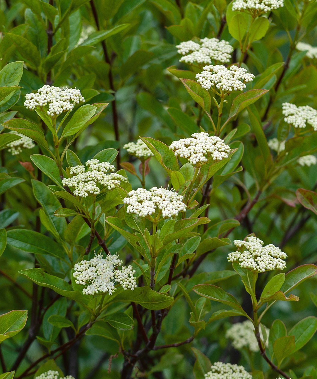 Winterthur Viburnum