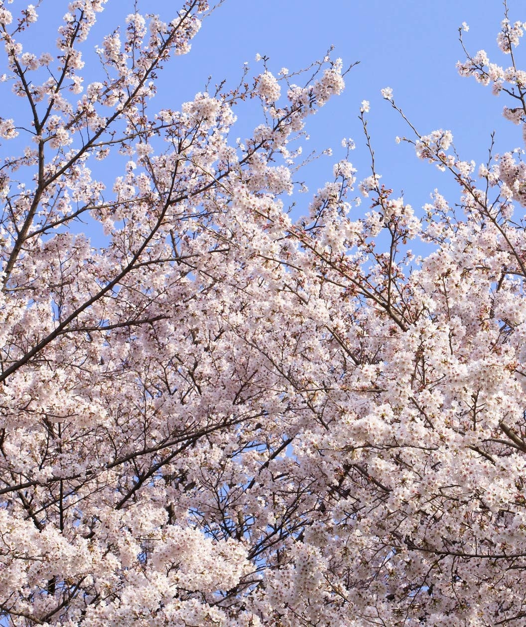 Yoshino Flowering Cherry