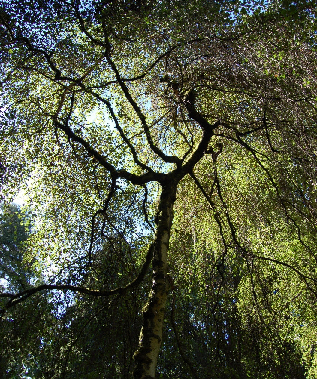 Young's Weeping Birch