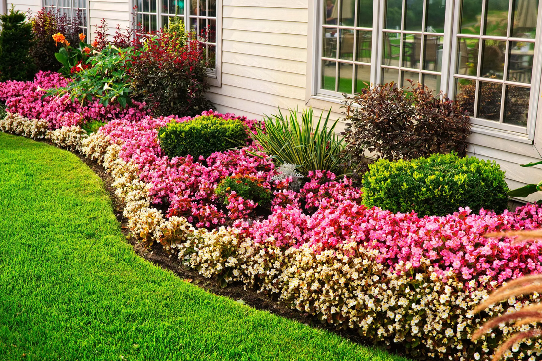 pink and white flowers in a side yard garden bed