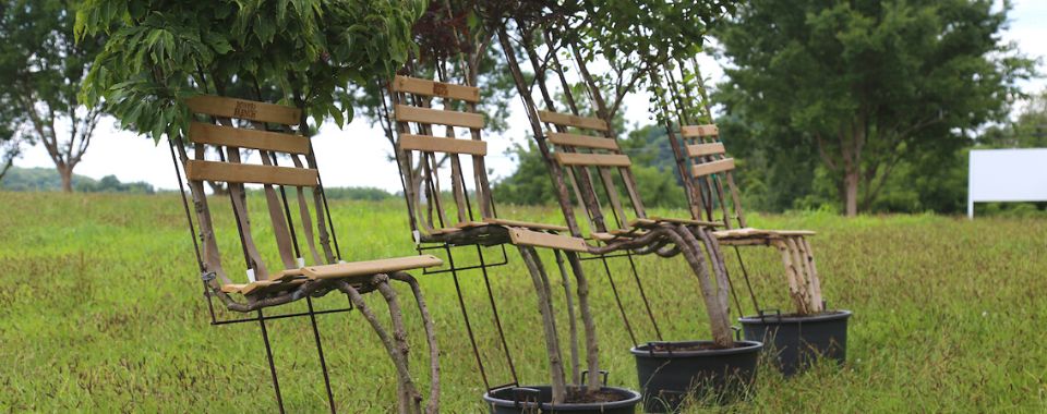 Introducing Living Tree Chairs: Outdoor Furniture of the Future