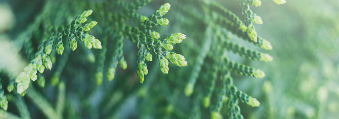 5 Steps to Growing Great Trees