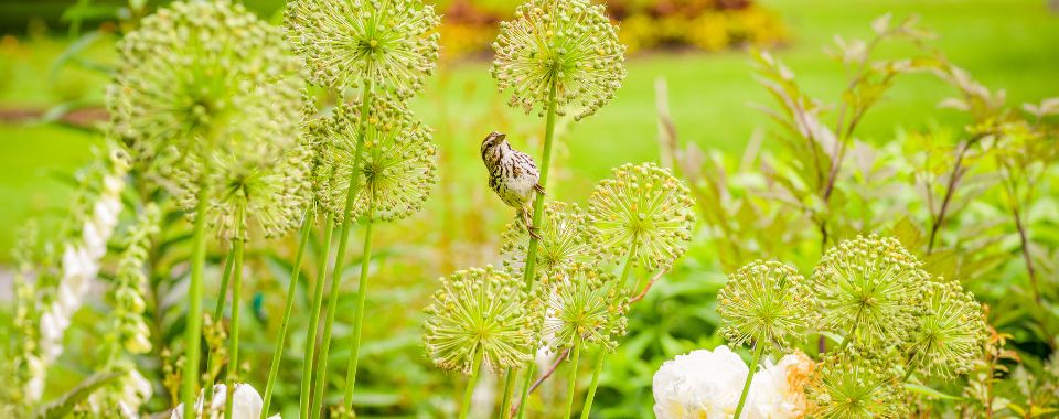 How to Build a Bird Sanctuary in Your Backyard