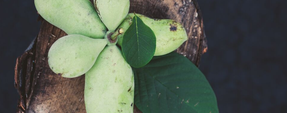 Grow Your Own Pawpaw Fruit Tree