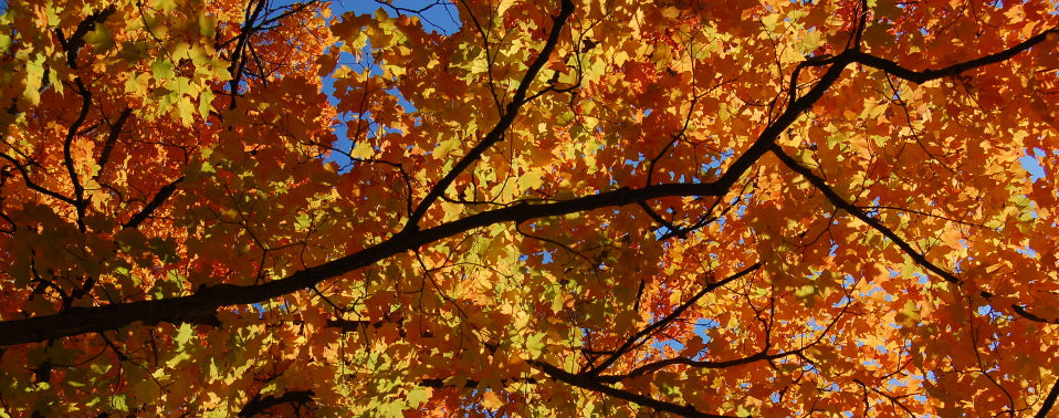 12 Amazing Tree Facts