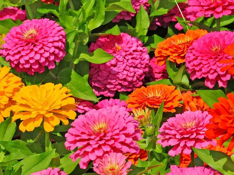 Annuals or Perennials? Choosing the Best Blooms for Your Garden  Bower &  Branch