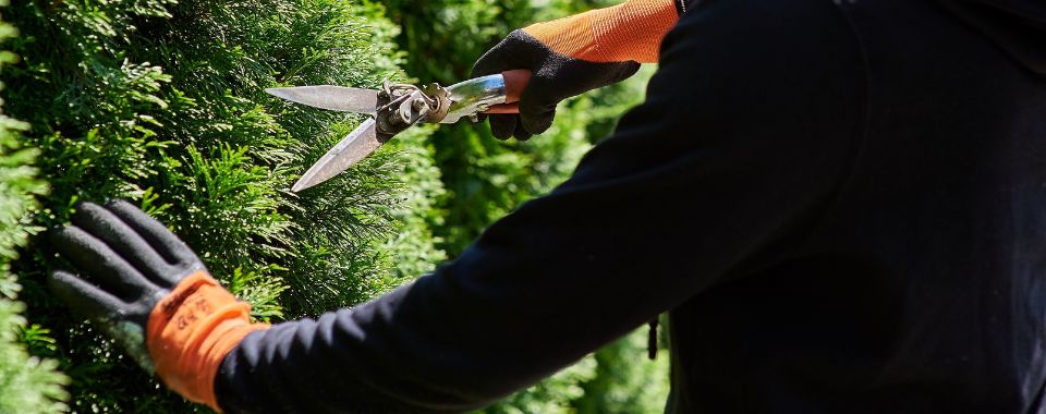 A person shearing an arborvitae tree in spring