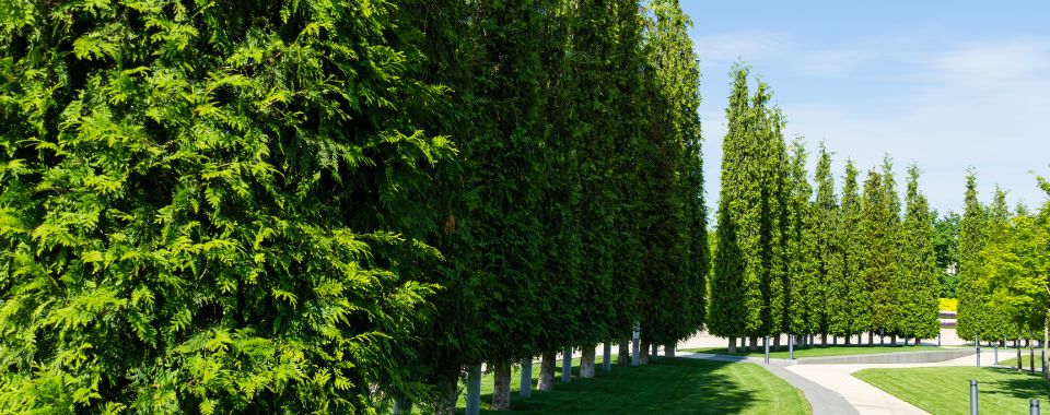 Beautiful Green Giant Arborvitae Trees Planted Evenly In A Row Around A Walking Path
