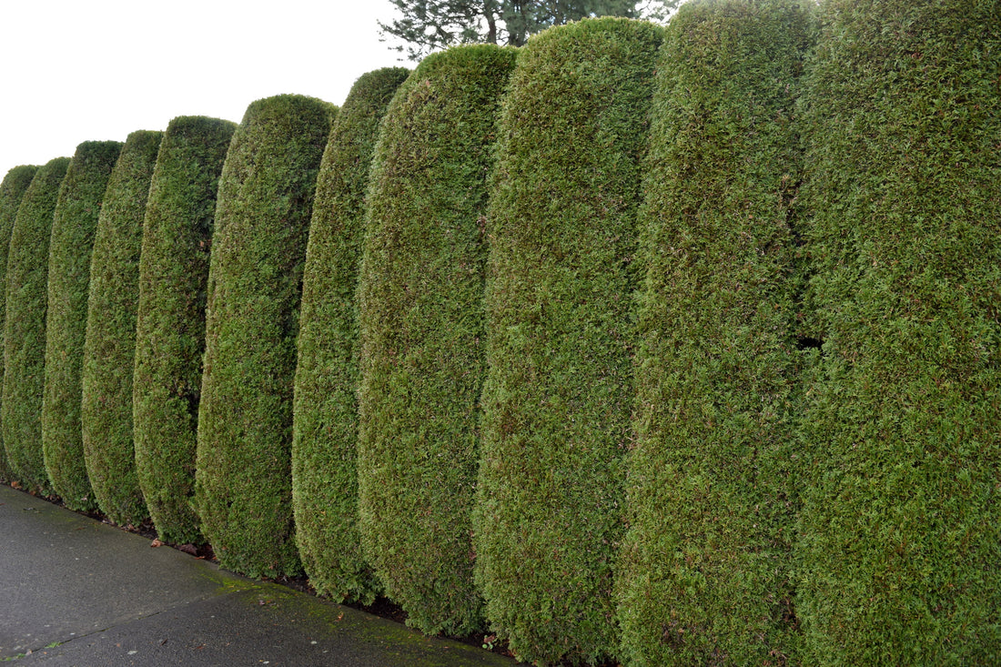 Trees for Privacy