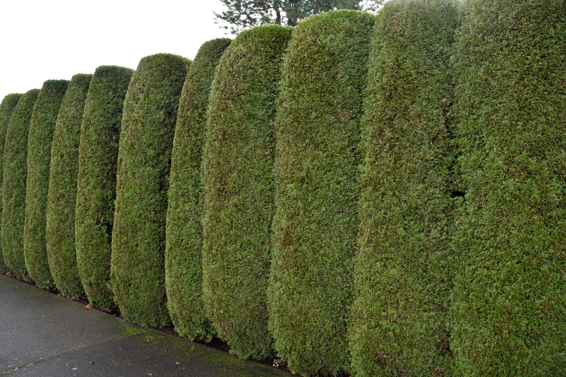 Trees for Privacy