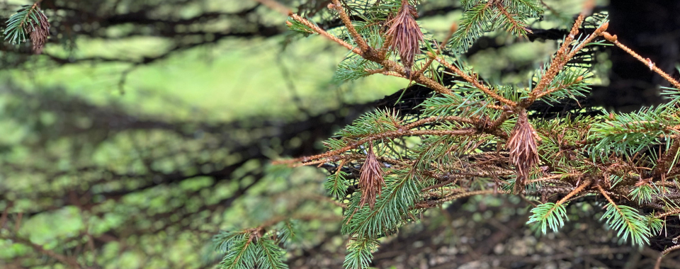 Everything You Need to Know About Bagworms