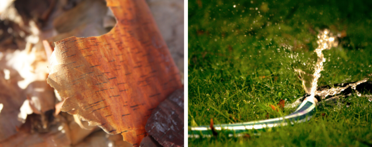 A close up of the peach-cream colored exfoliating bark of the River Birch and a hose laying in green grass with water spraying from it