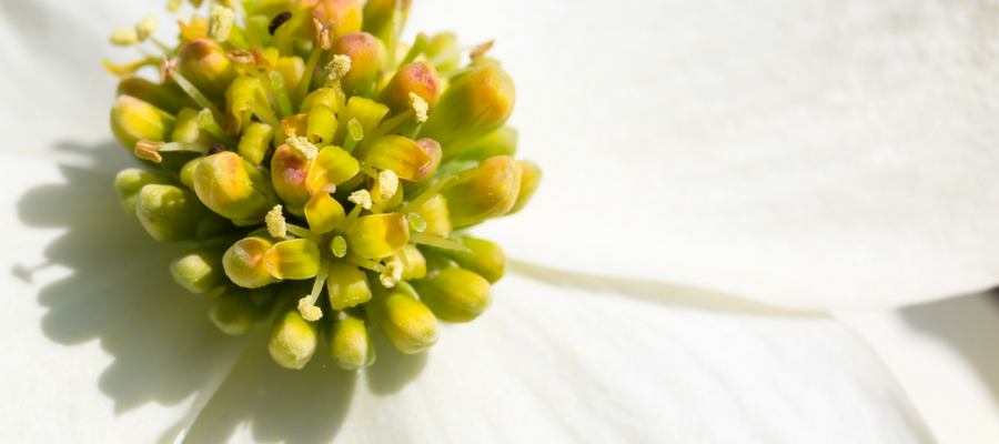 A close up of the yellow and green center of the White Dogwood bloom, surrounded by pure white petals