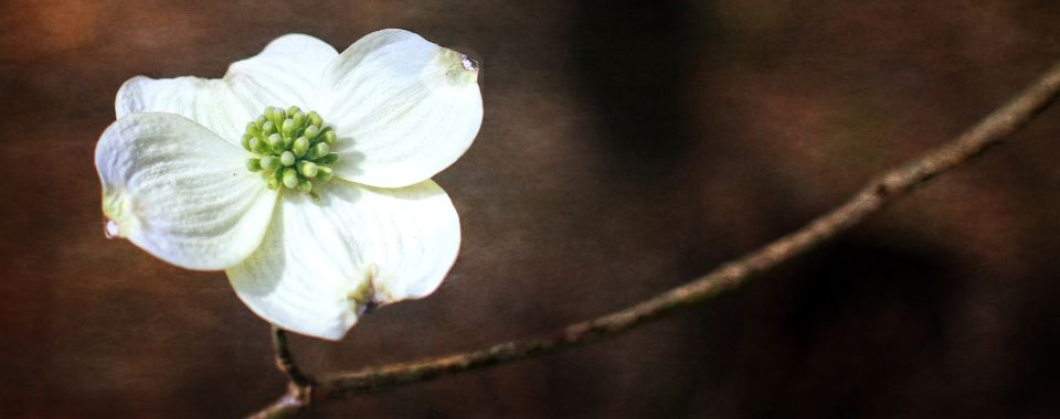 10 Keys to Dogwood Planting Success