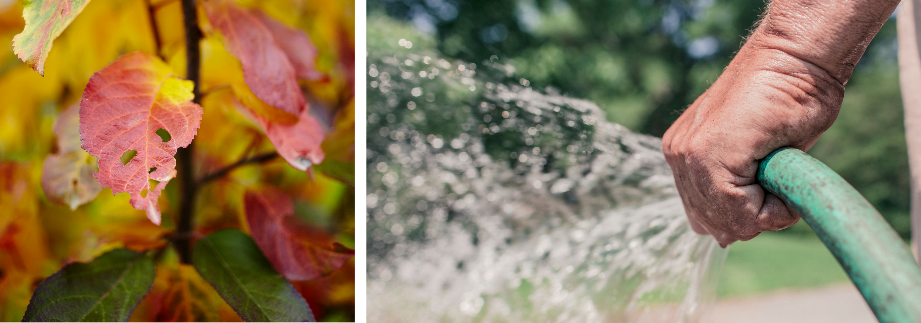 How to Help Your Trees During a Drought