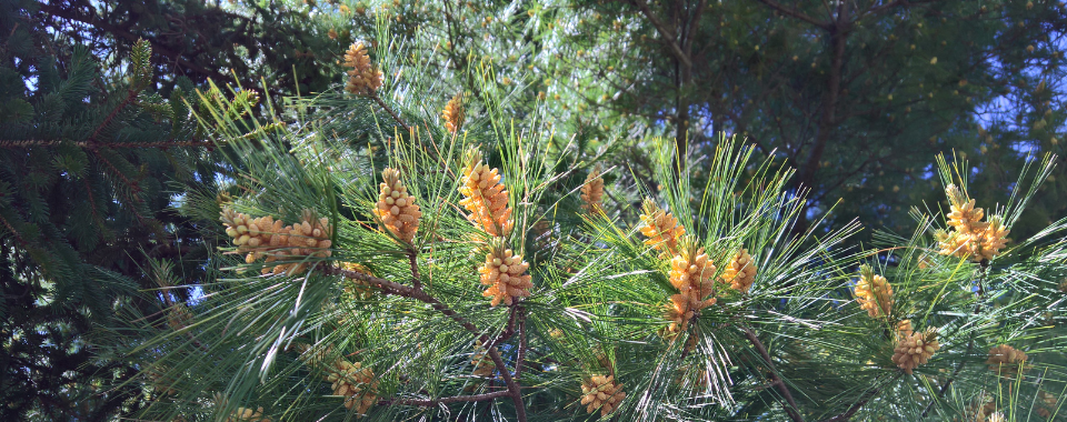 The Story of the White Pine Tree