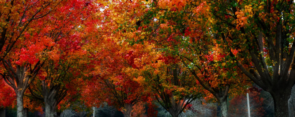 Top 10 Trees With The Best Fall Color