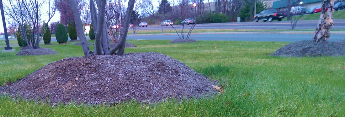 Common Mistakes When Planting a Tree
