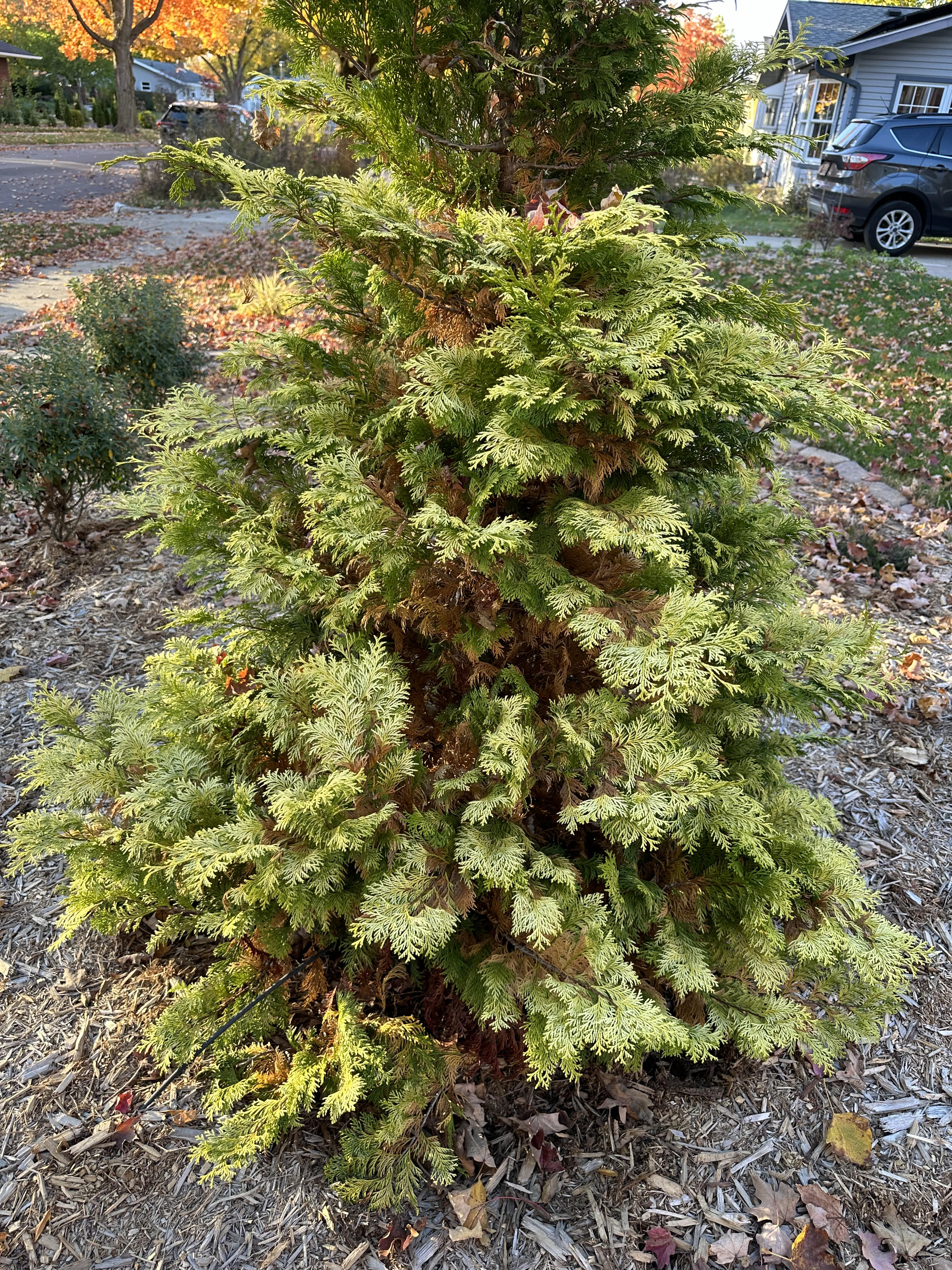 bushdebrunt ハーモニー 50 タンカラー Don't Panic! Your Evergreens Are Just Bronzing – Bower & Branch
