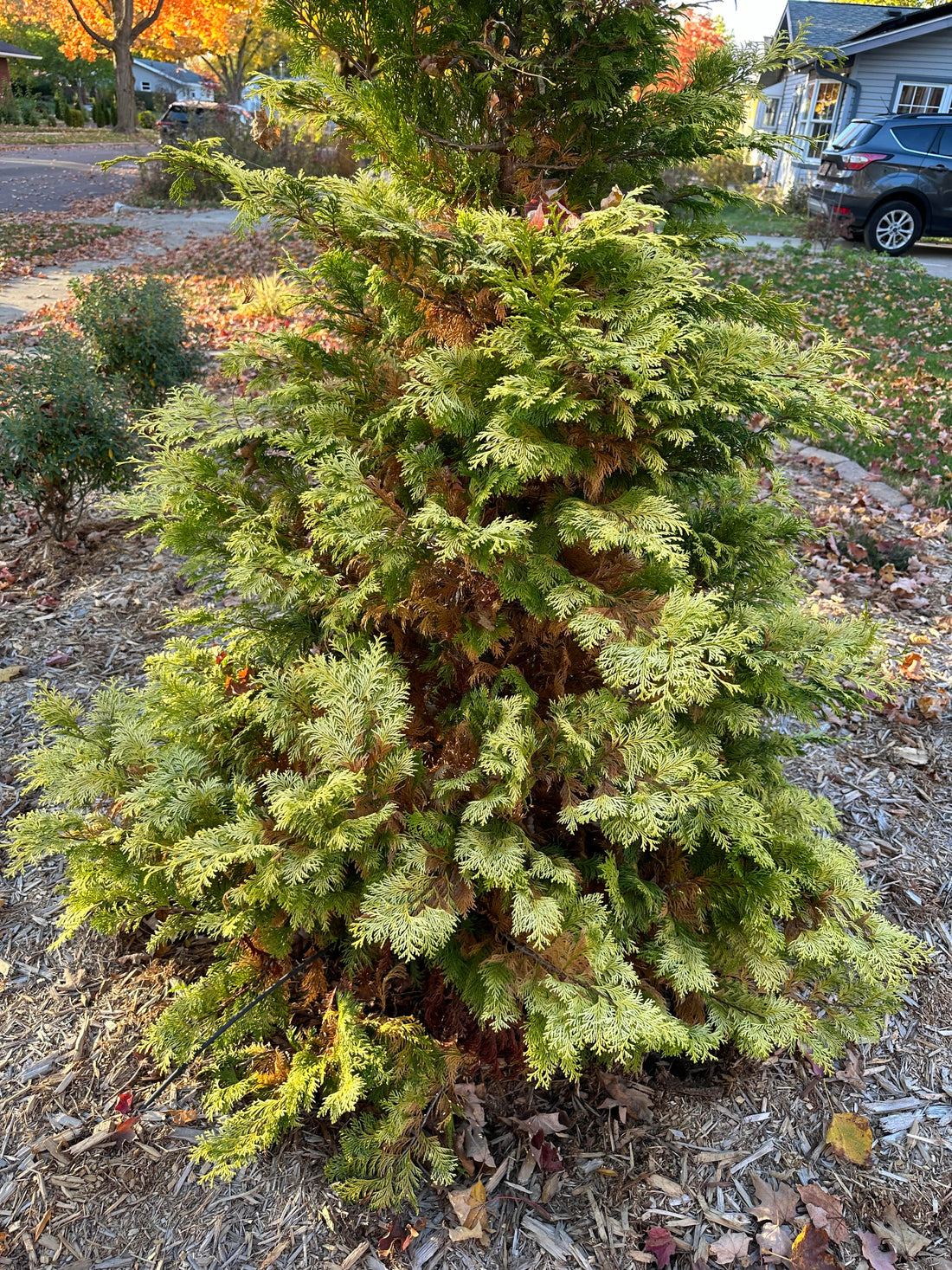 Winter Bronzing of Evergreen Trees
