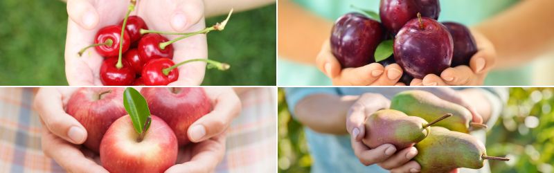 Hold fresh picked fruit from your own home orchard