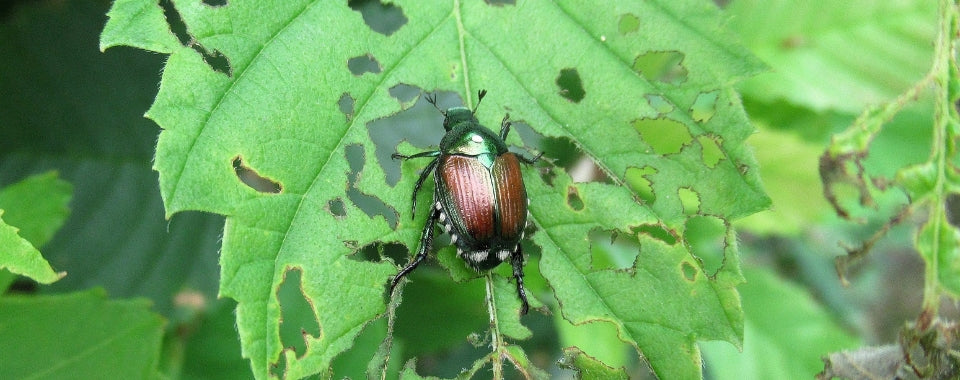 All about Japanese Beetles and tips to deal with them