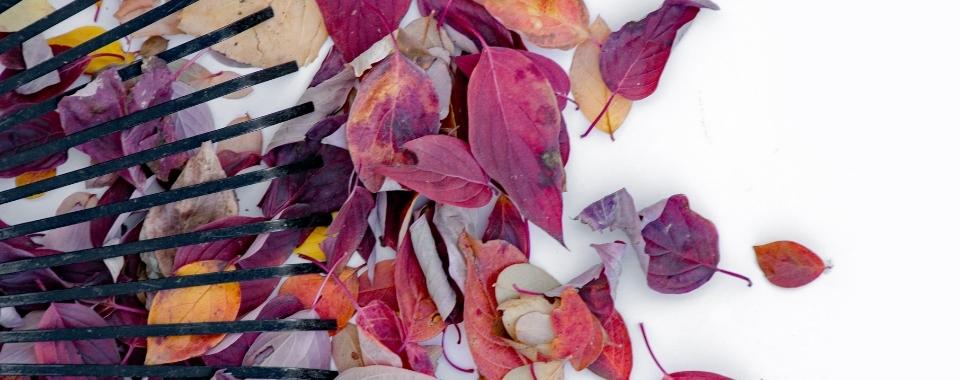 Leaf Composting Guide