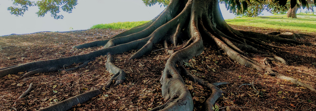 Tree with large surface roots along base. 