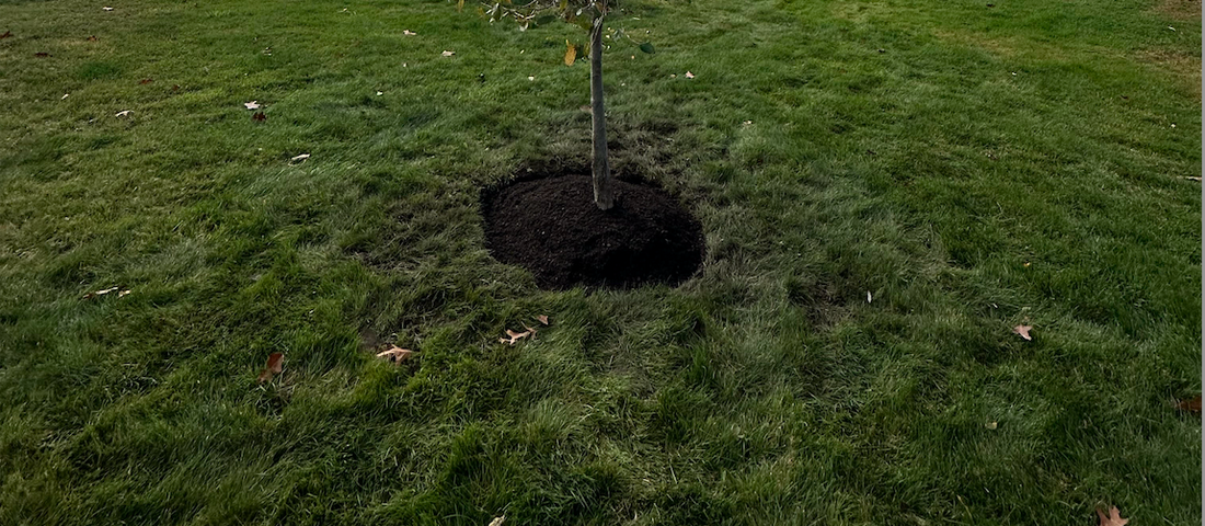 Tree Care 101: The Bower & Branch Care Bed