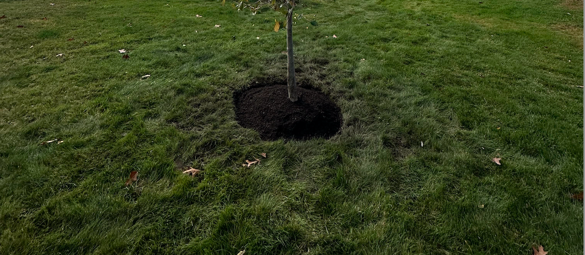 Tree Care 101: The Bower & Branch Care Bed