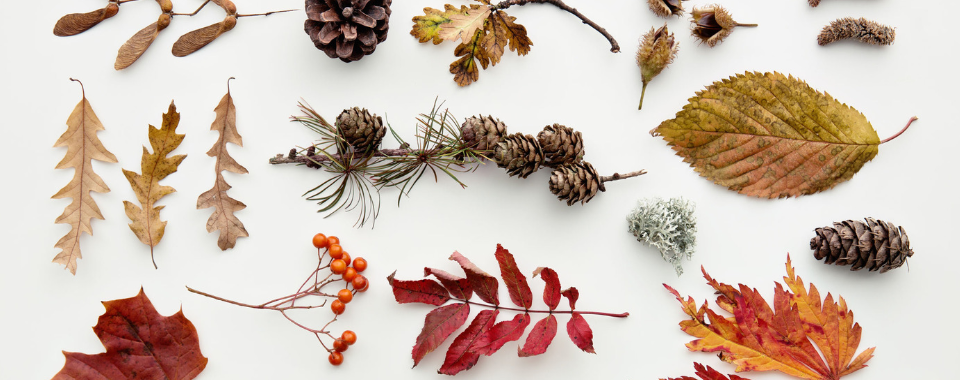 Colorful Fall Leaves Decorating A White Table