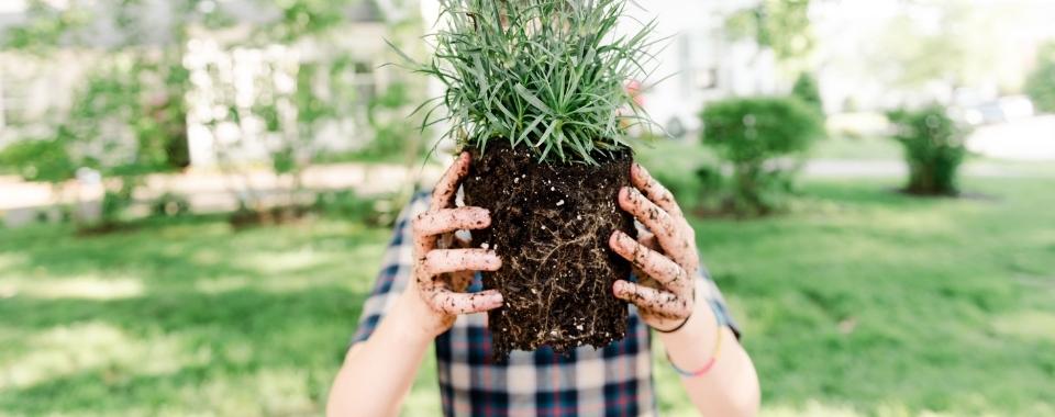 Summer Planting Tips