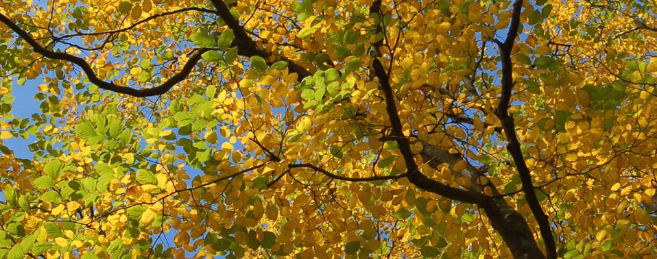 A view from laying under a tree looking up at the yellow fall leaves