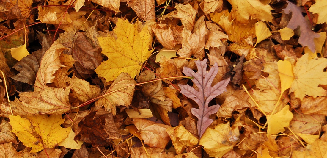Small Pile Of Golden Fall Leaves