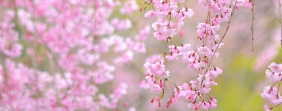 A close up of the delicate pink flowers of the Weeping Cherry