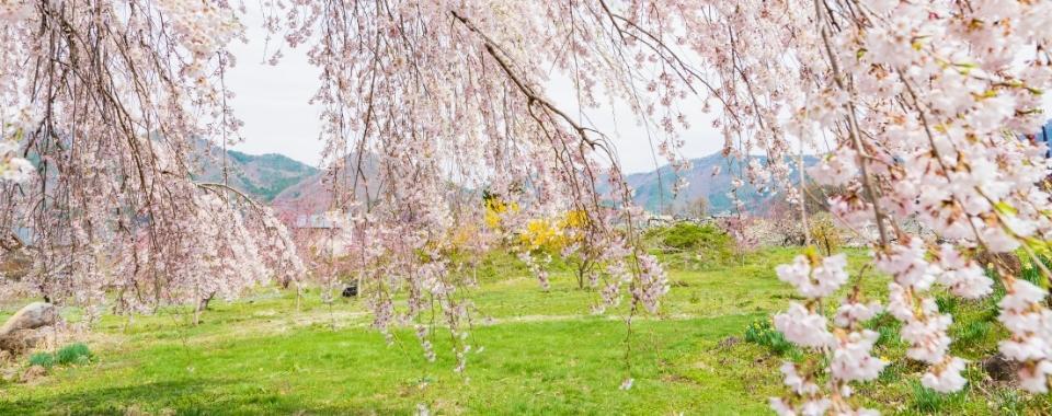 The weeping branches of a Weeping Cherry covered in light pink to white blooms