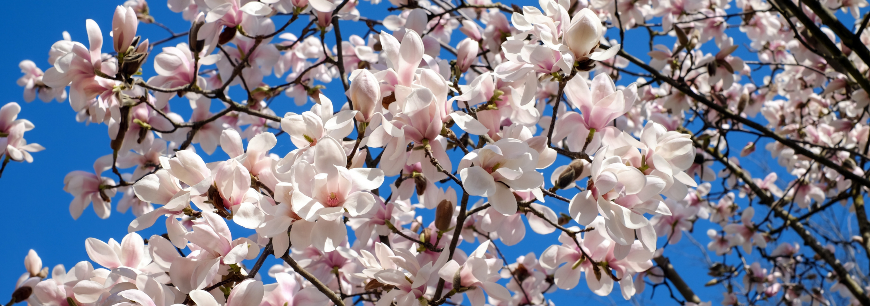 Which Magnolia Are You?