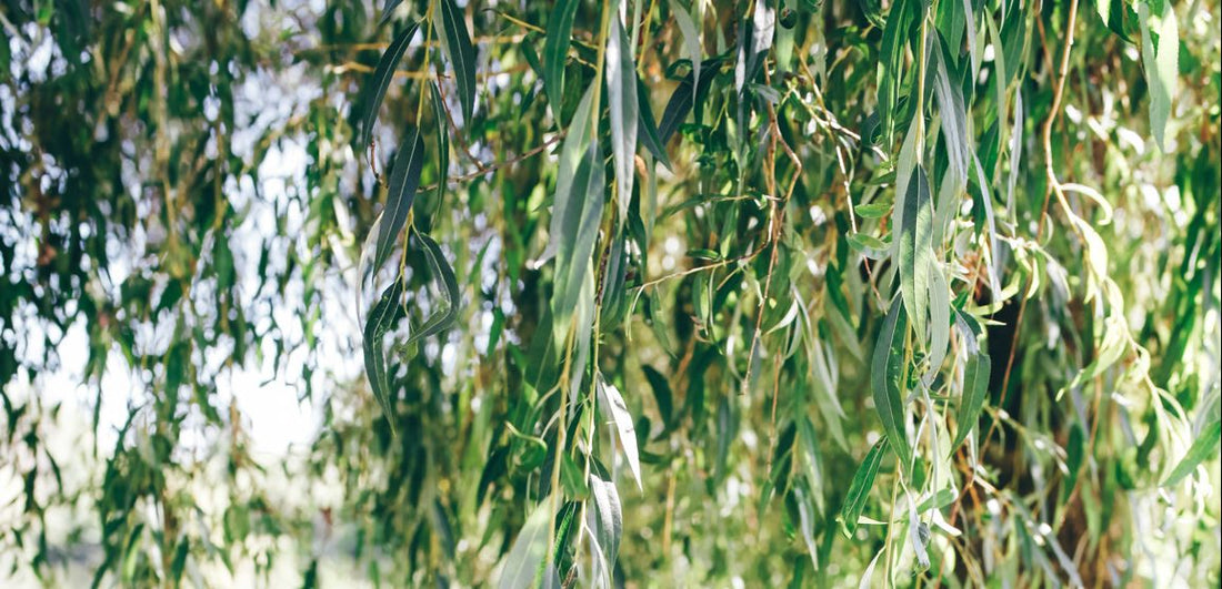 A close up of the weeping green and silver foliage of the Weeping Willow