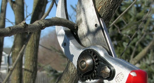 Winter Pruning Tips