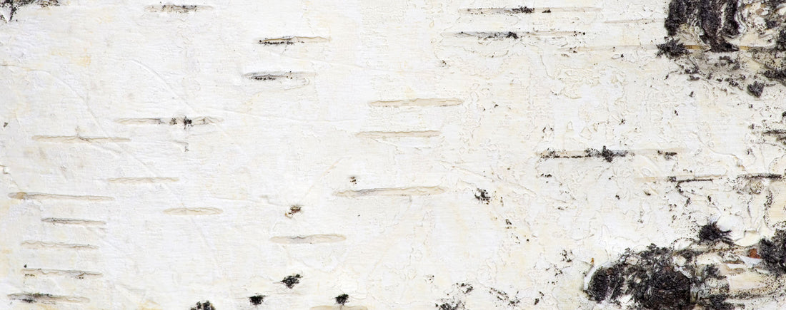 All About Birch Trees