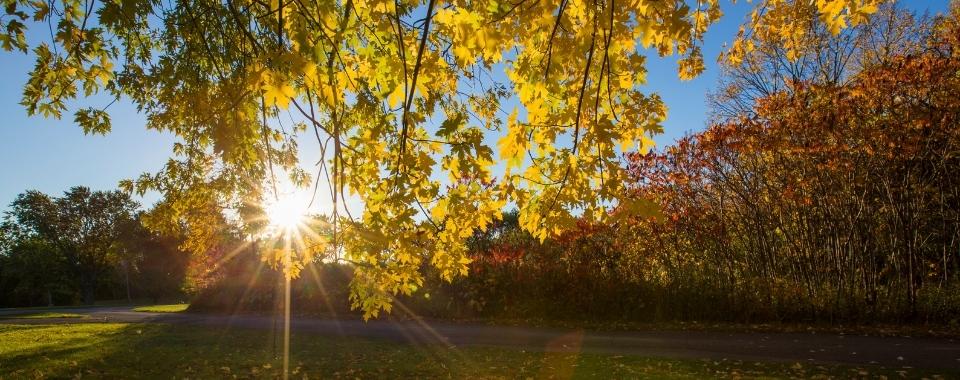 All About Sugar Maple Trees