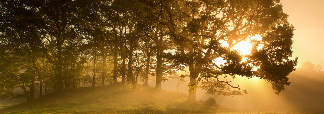 A small forrest of Ash trees with a golden sunrise in the background