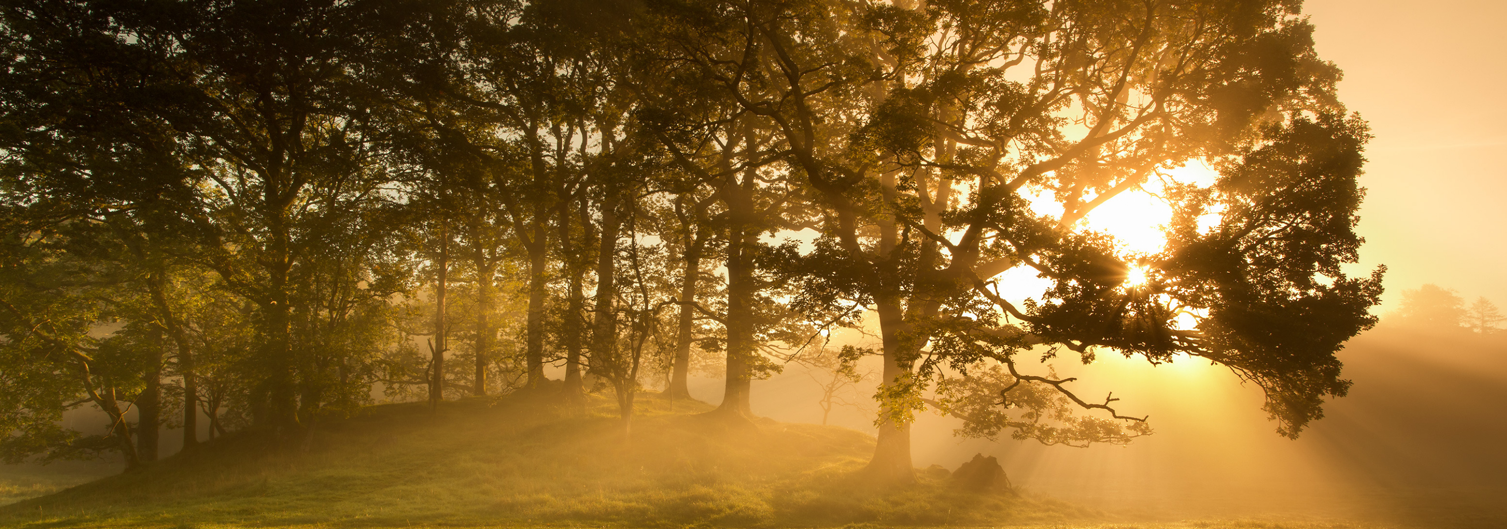 A small forrest of Ash trees with a golden sunrise in the background